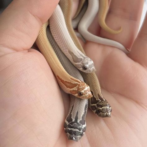 Baby hognose snakes.  Photo credit:  AML Reptiles. Cute Snakes Aesthetic, Baby Snakes Cute, Snake Cage Ideas, Cute Hognose Snake, Snake Hognose, Hognose Snake Enclosure, Aesthetic Snakes, Rainbow Boa Snake, Rosy Boa Snake