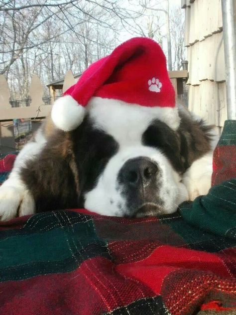 Santa St. Bernard St Bernard Christmas, Chubby Puppies, St Bernards, Saint Bernards, Christmas Pets, St Bernard Puppy, Christmas Cuties, St Bernard Dogs