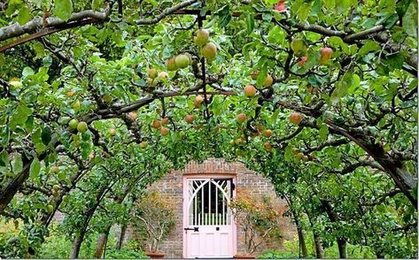 Highgrove Garden, Espalier Fruit Trees, Fruit Growing, American Garden, Meadow Garden, Potager Garden, Walled Garden, Royal Garden, Veg Garden