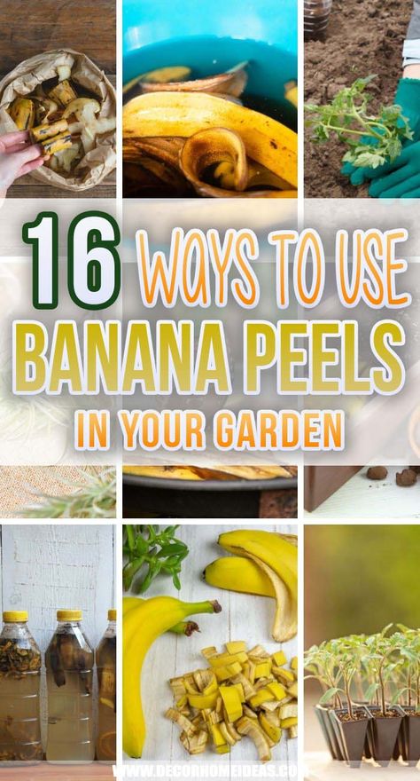 Using Bananas In The Garden, Banana Peals For Plants, Banana Peel Uses, Banana Water, Tomato Fertilizer, Banana Uses, Growing Blueberries, Compost Tea, Banana Peel