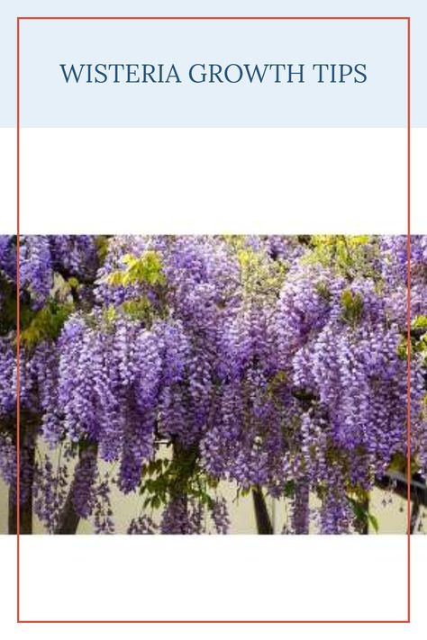 Wisteria is known for its rapid growth, sometimes reaching up to 25 feet in just one year based on its type and conditions. If you're looking to encourage faster growth for your Wisteria vines, there are specific techniques you can use. Select the right variety for your climate, ensure optimal soil conditions, and provide adequate sunlight for healthier growth. Additionally, techniques such as proper pruning and regular watering will enhance your plant's ability to grow swiftly. Learn 15 effective ways to spruce up your Wisteria's growth and transform your garden into a stunning floral space in no time. Wisteria Vines, Irrigation Methods, Wisteria Plant, Wisteria Tree, Organic Mulch, Organic Matter, New Growth, Mulch, Wisteria