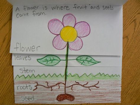 Plant Parts Flip Book | Mrs. T's First Grade Class | Bloglovin’ Parts Of A Plant Anchor Chart, Plant Lessons, Grade 3 Science, Plant Parts, Second Grade Science, Plants Unit, Plant Activities, Science Camp, 1st Grade Science