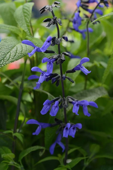 Plants We Love: Salvia ‘Black & Bloom’ - Horticulture Salvia Plants, Hummingbird Plants, Plant Catalogs, Indoor Gardens, Wildlife Gardening, Low Maintenance Garden, Flower Spike, How To Attract Hummingbirds, Drought Tolerant Plants