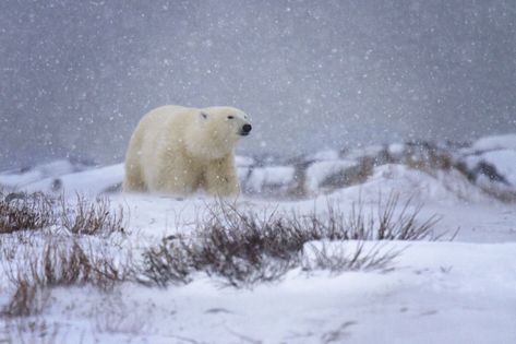 Biomes Project, Churchill Manitoba, Background References, Arctic Tundra, Focus Images, Manitoba Canada, Late Autumn, Arctic Animals, Soft Focus