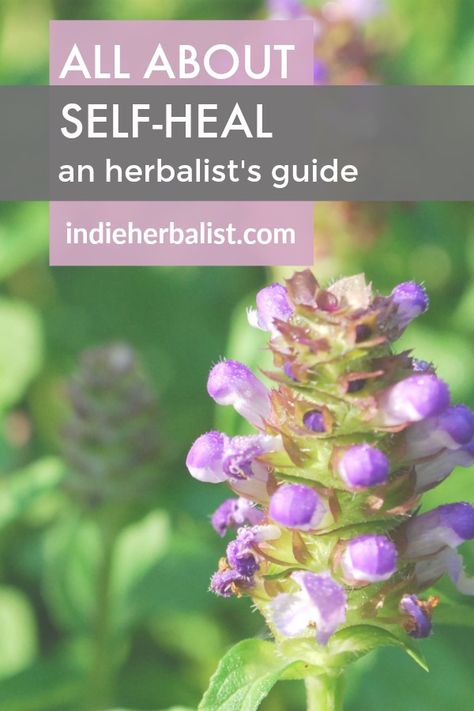 An Herbalist's Guide to Using Self Heal | indie herbalist Self Heal Plant Benefits, Self Heal Plant Uses, Heal All Plant, Self Heal Flower, Selfheal Plant, How To Become A Certified Herbalist, Henbit Medicinal Uses, Self Heal Herb, Self Heal Plant