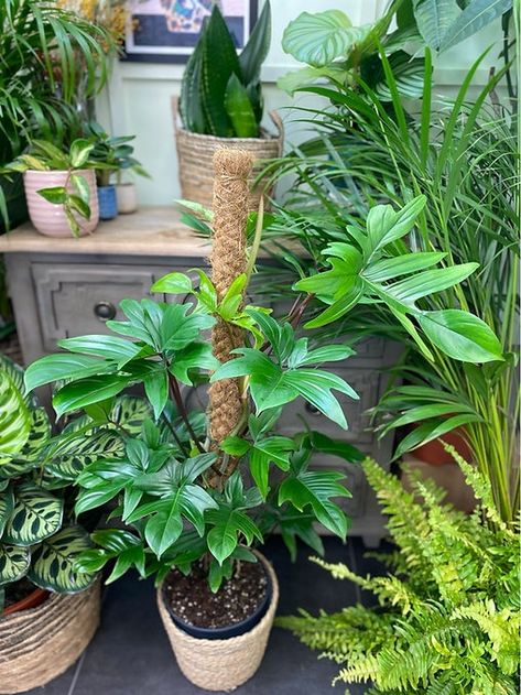 Pedatum Philodendron, Philodendron Pedatum, Landscape Symbols, Tropical Flower Plants, Front Garden Landscape, Philodendron Plant, Blue Plants, Plant Care Houseplant, Fairy Homes