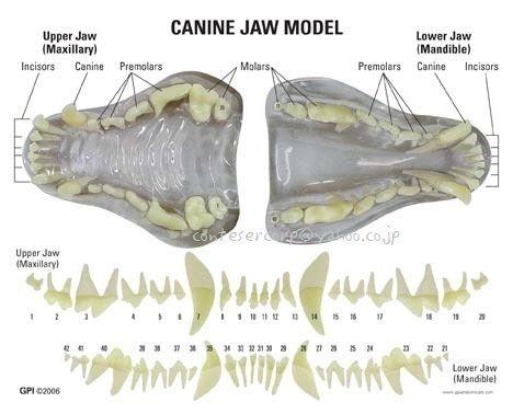 Canine Teeth Drawing, Mouth Anatomy, Canine Teeth, Teeth Anatomy, Teeth Drawing, Canine Drawing, Canine Tooth, Bone Crafts, Animal Anatomy