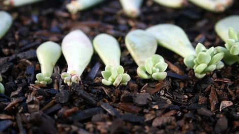 Propagate Succulents From Leaves, Leaf Clay, How To Water Succulents, Succulent Landscape Design, Succulent Landscaping, Succulent Cuttings, Plants Growing, Plant Hacks, Propagating Succulents