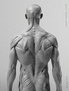 AnatomyTools.com -- This model shows ideal proportions & superficial muscles of the male human body. Anatomical Reference, Zbrush Anatomy, Reference Models, 남성 근육, Human Muscle Anatomy, Human Anatomy Reference, 3d Anatomy, Anatomy Sculpture, Anatomy Models