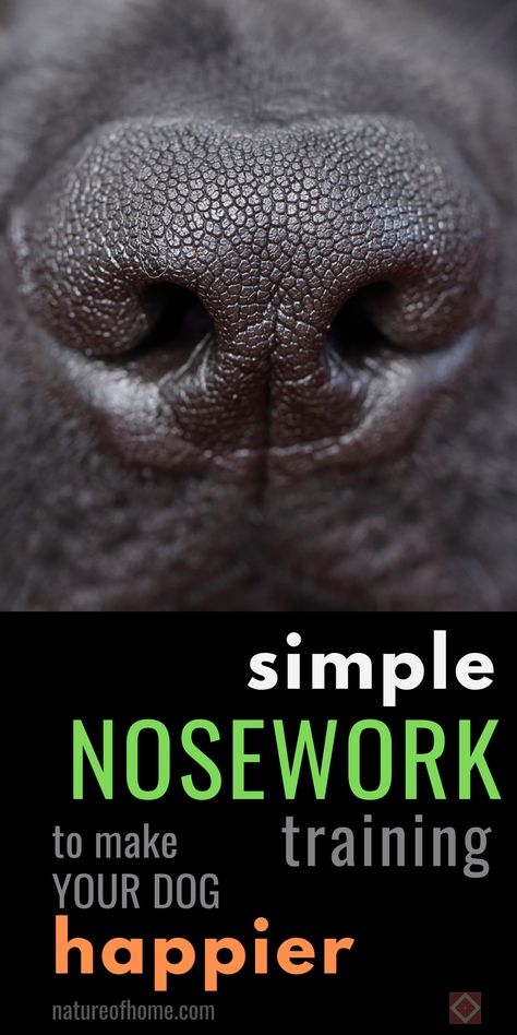 Want to make your dog’s day more exciting? Try Canine Nosework! This activity is a great mix of dog training and dog enrichment, offering a focused yet fun way for dogs to explore and learn. It's ideal for stimulating the dog brain and works wonders for dog activities enthusiasts looking for something new. Perfect for a bored dog who needs engaging tasks, nosework will leave them energized and happy. Discover tips and tricks for nosework here and save for future dog fun ideas. Puppy Starter Kit, Bored Dog, Pregnant Dog, Dog Fun, Pet Turtle, Dog Enrichment, Dog Brain, Dog Search, Rottweiler Puppies