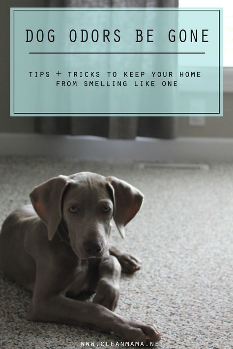 Dog Odors Be Gone - Clean Mama Clean Mama, Clean Baking Pans, Cleaning Painted Walls, Dog Odor, Deep Cleaning Tips, Puppy Adoption, Clean Dishwasher, Simple Life Hacks, Toilet Cleaning