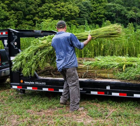 Hemp Farming, Sustainable Building Materials, Sustainable Building, Building Materials, Sustainability, Building