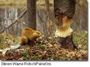 Canadian Beaver, Beaver Dam, Park Trails, Animal Totems, Museum Exhibition, Glacier National Park, Land Art, Nature Images, Unique Animals