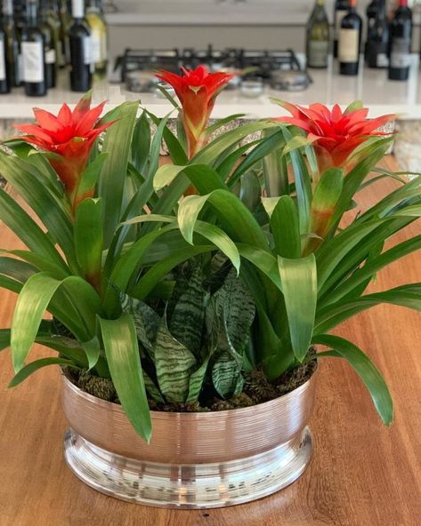 Bromélia: cuidados, tipos e ideias para cultivar essa planta exuberante Exotic Plants Indoor, Bromeliads Garden, Bromeliads Landscaping, Tropical Flower Plants, Front Garden Landscape, Garden Fountains, House Plants Indoor, Tropical Landscaping, Easy Garden