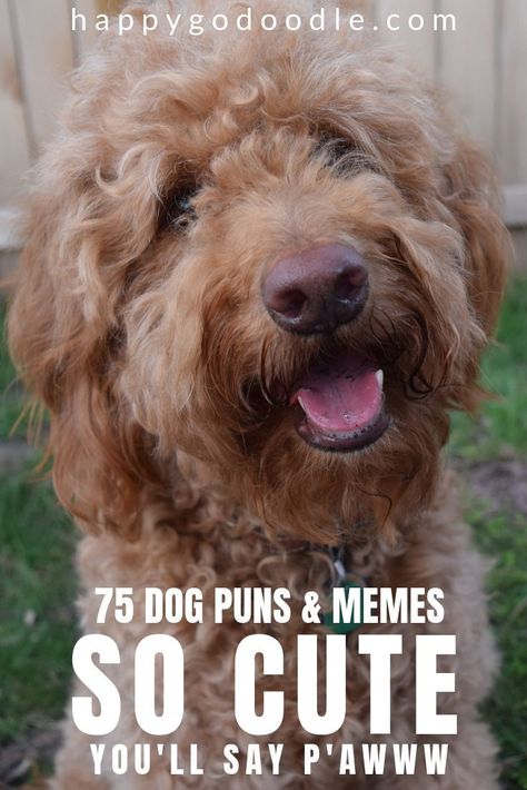 Cute dog puns? Wholesome dog humor? Clean dog memes? H*ck yeah! You’ve found the home of happy humor at Happy-Go-Doodle. Take a break and tickle your funny (dog) bone with these 75 dog puns, memes, and messages. Then get helpful tips for creating your own funny messages. #dogmemes #doghumor #dogpuns #goldendoodle #happygodoodle Dog Hair Quotes Funny, Funny Dog Puns, Dog Puns Captions, Pet Puns, Travel Puns, Dog Fundraiser, Dog Hello, Dog Mom Humor, Cute Dog Memes