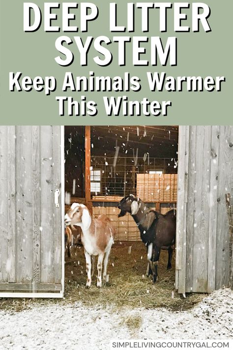 Learn our top tips on how the Deep Litter System can take your cold barn and turn it into a cozy shelter for your animals. This old-time method works to protect your animals from the cold hard ground giving them a more comfortable space to get out of the snow and cold. Learn about the most effective bedding materials, their benefits, and tips for managing this setup. #AnimalCare #WinterPreparation Small Animal Barn Ideas, Deep Litter Method, Ice Fishing Sled, Livestock Shelter, Goat Shelter, Goat Care, Goat Barn, Clean Bed, Barn Animals