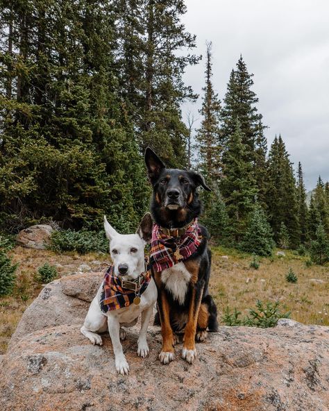 Dog Bandana Photoshoot, Bandana Photoshoot, Tie Flannel, Hands Free Leash, Collapsible Bowl, Two Cuties, Bandana Bow, Co Logo, Dog Photoshoot