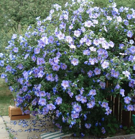 Blue Rose Of Sharon, Blue Chiffon Rose Of Sharon, Rose Of Sharon Bush In Landscaping, Backyard Bed, Rose Of Sharon Bush, Garden Shapes, Spanish Cottage, Hibiscus Shrub, Perennial Garden Plans