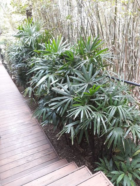 Raphis excelsa Raphis Palm, Garden Stairs, Uchiha Sasuke, Plant Mom, Pool Landscaping, Tropical Garden, Pool Area, Earth Friendly, Browning