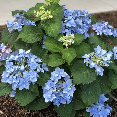 HYDRANGEA_TUFF_STUFF_AH_HA_BIGLEAF_MOUNTAIN_HYDRANGEA_GC_HYDTH_04 Tuff Stuff Mountain Hydrangea, Trimming Hydrangeas, Mountain Hydrangea, Pruning Hydrangeas, Hydrangea Serrata, Hydrangea Varieties, Garden Mum, Shade Garden Plants, Lake Garden