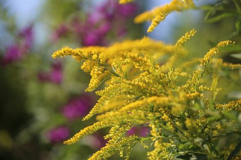 Goldenrod Benefits, Goldenrod Tincture, Botanical Medicine, Medicine Recipes, Goldenrod Flower, Yarrow Flower, Wild Herbs, Natural Recipes, Achillea Millefolium