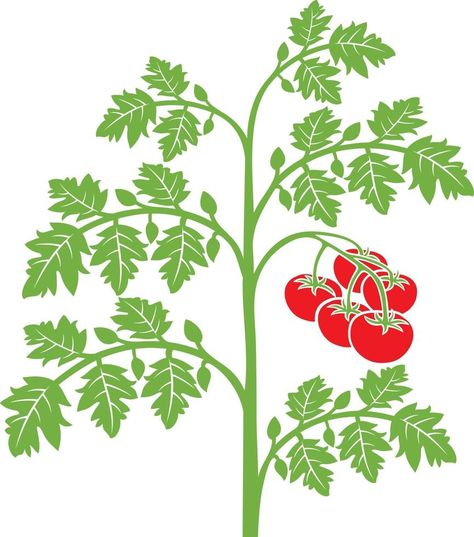 Tomato Plant with Leaves Plant Cartoon Drawing, Plant Cartoon, Plant Clips, Tomato Plant, Plant Vector, Plant Drawing, Tomato Plants, Illustration Vintage, Cartoon Drawing