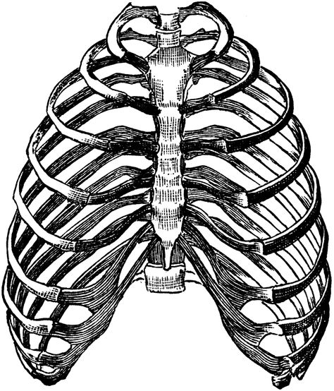 Bony Walls of the Thorax Rib Cage Drawing, Rib Cage Anatomy, Human Skeletal System, Systems Art, Body Template, Skeleton Drawings, Upcycle Books, Star Wall Art, Skeleton Print