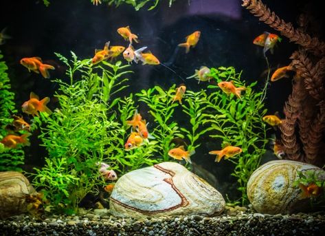 Fish Food: How to Properly Feed Your Underwater Pet Fish Information, Glass Fish Tanks, Acrylic Aquarium, Goldfish Tank, Koi Fish Pond, Home Aquarium, Aquarium Filter, Tanked Aquariums, Types Of Fish