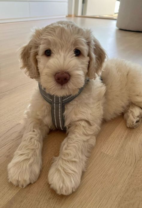 Cute Mutt Dogs, Dream Puppy, Cute Small Dogs, Cute Dogs Images, Very Cute Puppies, Australian Labradoodle, Super Cute Puppies, Cute Animals Puppies, Very Cute Dogs