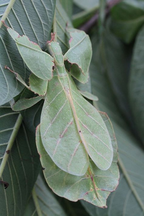 Leaf insects of the genus Phyllium Interesting Bugs, Leaf Bug, Leaf Insect, Cool Insects, Cool Bugs, Beautiful Bugs, Praying Mantis, Creepy Crawlies, Arthropods