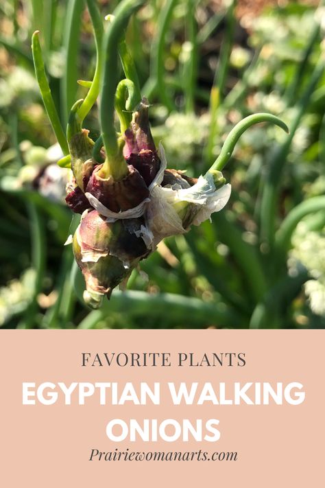 Egyptian walking onions Walking Onions, Prairie Woman, Vegetable Beds, Modern Homesteading, Vegetable Bed, Perfect Plants, Flower Bed, Slow Motion, Companion Planting