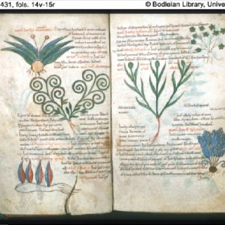 A page from the real Ashmole 782 - actually that kind of looks like the Voynich Manuscript. Ashmole 782, Souls Trilogy, Discovery Of Witches, Deborah Harkness, Oxford College, Red Clover, Magick Book, A Discovery Of Witches, All Souls