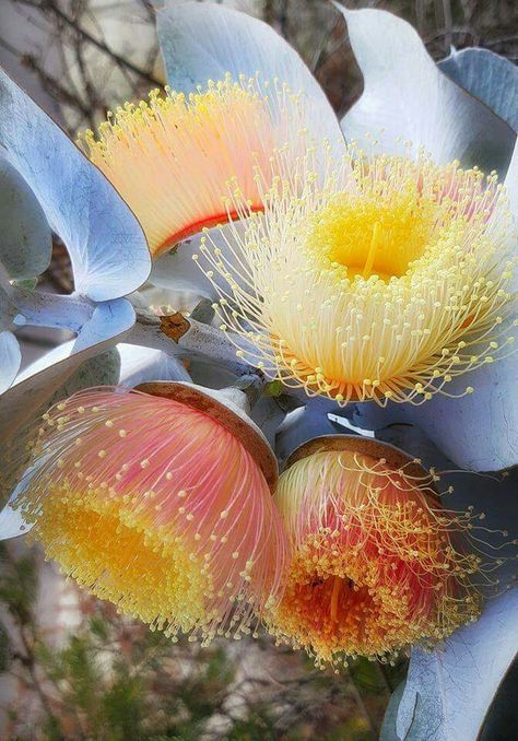 Native Flowers Australia, Australia Native Flowers, Eucalyptus Macrocarpa, Gum Flowers, Australia Flowers, Eucalyptus Flowers, Australian Nature, Flowering Gum, Eucalyptus Flower