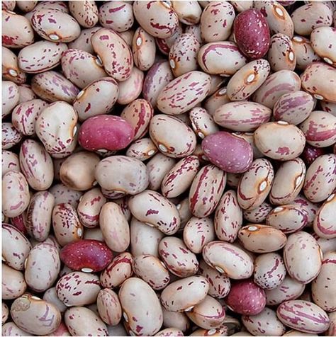 The beautiful maroon-and-tan ‘Lina Sisco Bird Egg’ beans. Como Plantar Pitaya, Bean Varieties, Edible Gardens, Bean Pods, Hgtv Garden, Bush Beans, Bean Seeds, Heirloom Vegetables, Bird Eggs