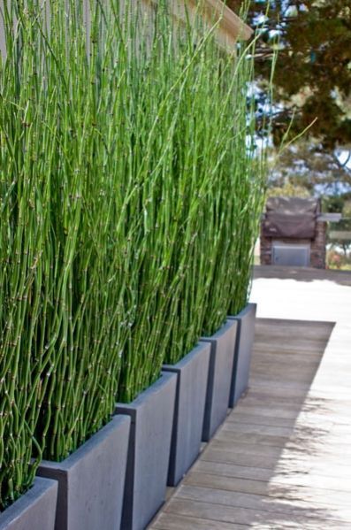 Horsetail Reed, Cane Plant, Patio Privacy Screen, Privacy Plants, Patio Privacy, Privacy Fence Designs, Backyard Privacy, Garden Screening, Pond Plants