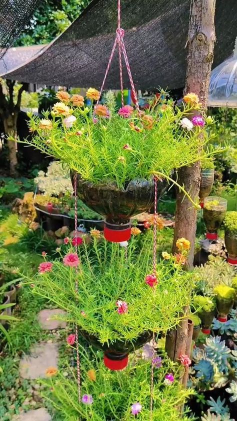 Moss Rose👨🏼‍🌾🌱 #seedconnect #gardening #gardeningtips Nhat Co, Garden Ideas With Plastic Bottles, Diy Garden Decor Projects, Creative Garden Decor, Moss Rose, Front Yard Garden Design, Flower Baskets, Hanging Flower Baskets, Garden Decor Projects