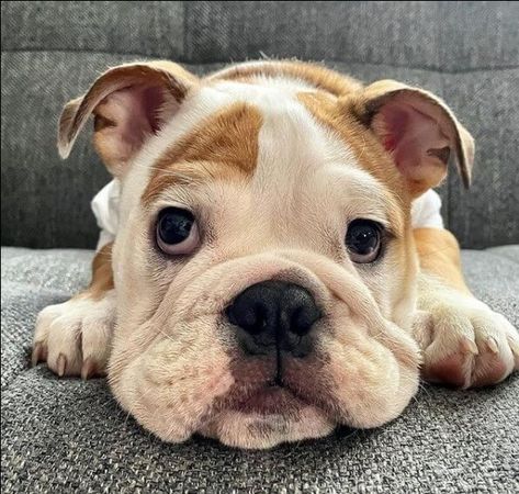 70 Male English Bulldog Names | The Dogman English Bulldog Names, Best Male Names, Male Names, Bulldog Names, Bulldog Pics, Bulldog Gifts, British Bulldog, English Bulldogs, Bulldog Puppies