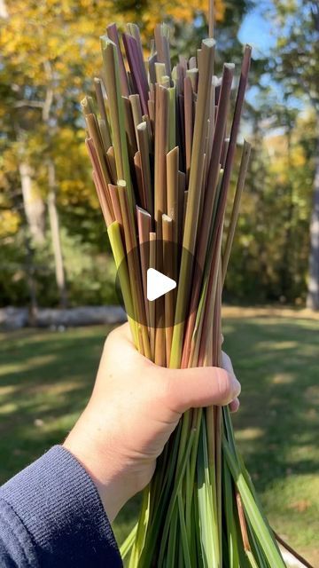 Hillside Homesteader on Instagram: "Not sure how to use your lemongrass? Here’s 3 things I do with mine.
1. Freeze the stalks to use for cooking.
2. Lemongrass oil to use as insect repellant or to treat skin irritations.
3. Dehydrated lemongrass leaves to make a soothing tea.
Don’t let your lemongrass go to waste! #lemongrass #lemongrassoil #lemongrasstea #homestead #hillsidehomesteader #foodscape #foodpreservation #medicinalplants #foodismedicine #growyourownfood #growyourownmedicne" Lemon Grass Recipes, Lemon Pasta Salad, Homemade Teas, Lemongrass Recipes, Herbs Uses, Plant Garden Ideas, Herb Medicine, Herbs And Their Uses, Lemongrass Plant