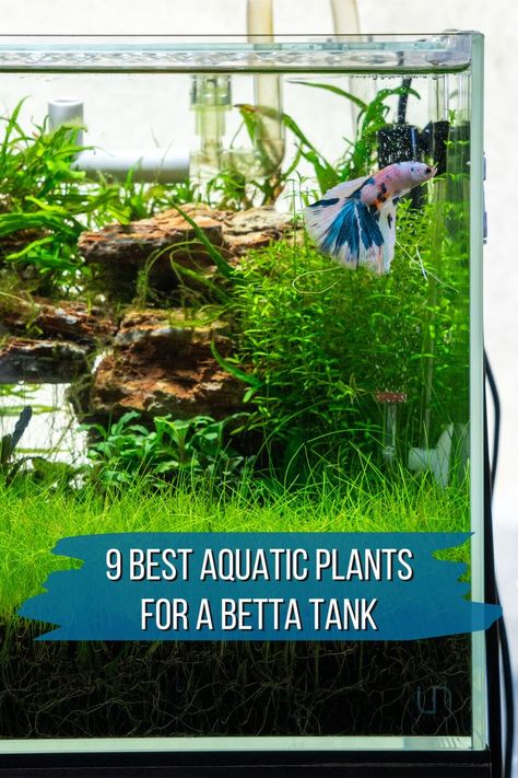 Betta fish in planted fish tank Ground Plants, Planted Betta Tank, Small Water Gardens, Fish Tank Themes, Fish Tank Terrarium, Self Sustaining, Fish Tank Design, Betta Aquarium, Betta Fish Care