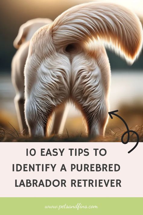 10 Easy Tips to Identify a Purebred Labrador Retriever Charcoal Labrador Retriever, Labrador Retriever Aesthetic, American Labrador Retriever, Labrador Aesthetic, Labrador Retriever Puppy Training, White Labrador Puppy, Dudley Labrador, English Lab Puppies, English Labrador Retriever