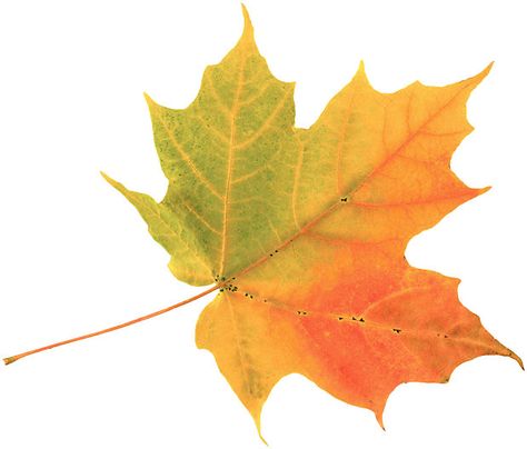 .hojas de maple, Maple Leaf Images, Leaf Images, Autumn Quotes, Watercolor Leaves, Leaf Art, Autumn Trees, Fall Leaves, Art Plastique, Fall Season