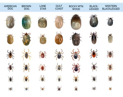 the most problematic different types of ticks found in the United States Tick Bites On Dogs, Wood Tick, Types Of Ticks, Ticks On Dogs, Deer Ticks, Tick Removal, Tick Bite, Vet Medicine, Dog Remedies