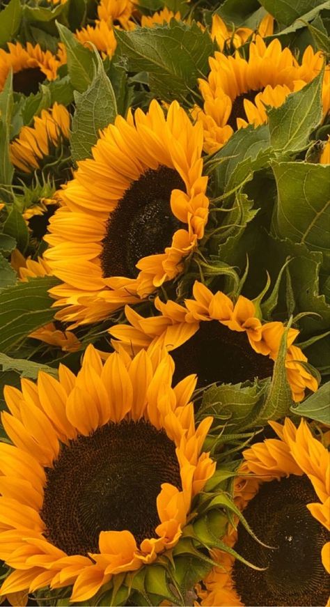 Brown And Yellow Aesthetic, Yellow And Brown Aesthetic, Sunflower Yellow Aesthetic, Yellow Brown Aesthetic, Sunflower Images, Sunflower Photography, Sunflowers And Daisies, Fruit Wallpaper, Sunflower Wallpaper