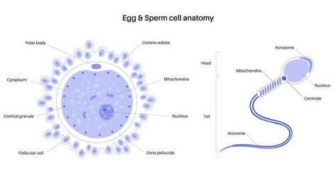 Human Egg Cell, Cell Anatomy, Egg Cell, Poster Baby, Vector Poster, In Vitro, Medical Health, Female Human, Fertility