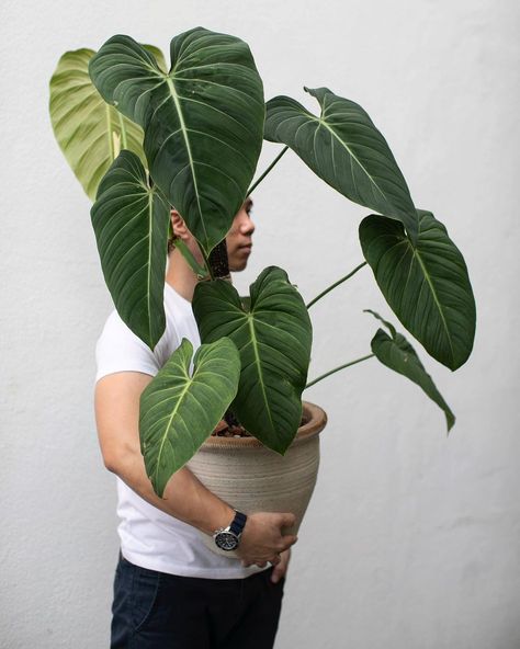 Lone In Oasis on Instagram: “Promised a friend to swap a plant with my Philodendron “Glorious”. Instead it gave me a larger leaf that I had to take a photo before I cut…” Philodendron Glorious Plant, Philodendron Glorious, Philodendron Varieties, Philodendron Xanadu, Houseplants Decor, Take A Photo, How To Take Photos, Oasis, Take A