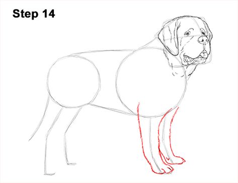 St. Bernard Dog Drawing 14 Draw Golden Retriever, Golden Retriever Sketch, Golden Retriever Illustration, Golden Retriever Drawing, Dog Drawing Tutorial, Dogs Drawing, Draw A Dog, Drawing Dogs, Drawing Instructions