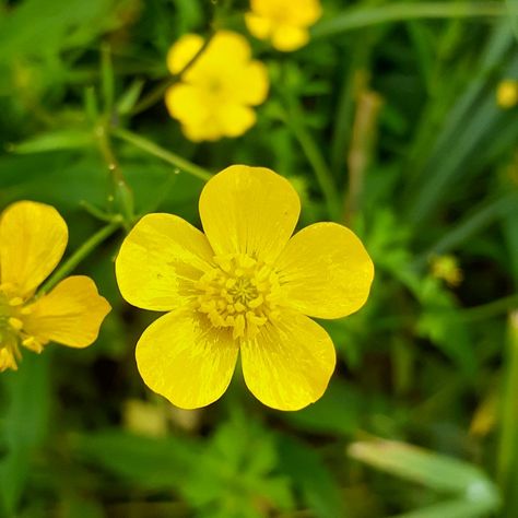 Buttercup Flower Photography, Buttercup Aesthetic Flower, Buttercup Flower Aesthetic, Buttercups Aesthetic, Butter Cup Flower, Buttercup Plant, Buttercups Flower, Cody Core, Hiking Scrapbook