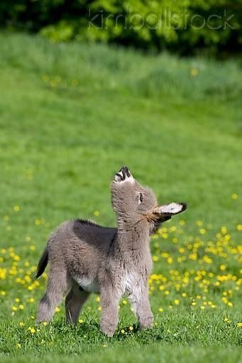 Baby donkey. Baby Donkey, Regnul Animal, Appaloosa, Quarter Horse, Cute Animal Pictures, Cute Creatures, Sweet Animals, Animal Photo, Funny Animal