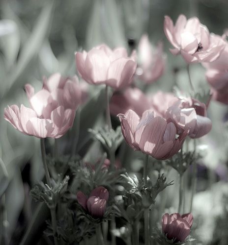 Pink And Grey Asthetics, Grey And Pink Pictures, Grey And Pink Flowers, Light Pink And Gray Aesthetic, Pink And Grey Widget, Pink And Gray Asthetics, Gray Art Aesthetic, Pink Gray Aesthetic, Gray Academia Aesthetic