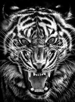 rebel6 | Tiger pictures, Scary animals, Big cats art Jonathan Rivera, Wolf And Moon Tattoo, Tiger Sketch, Dove Tattoo Design, Lion Head Tattoos, Tiger Tattoo Design, Scary Animals, Tiger Pictures, Eyes Wallpaper